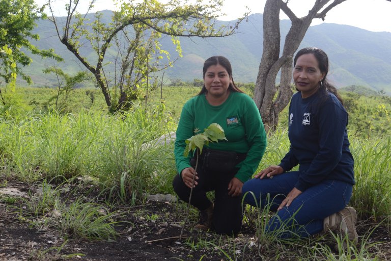 reforestation