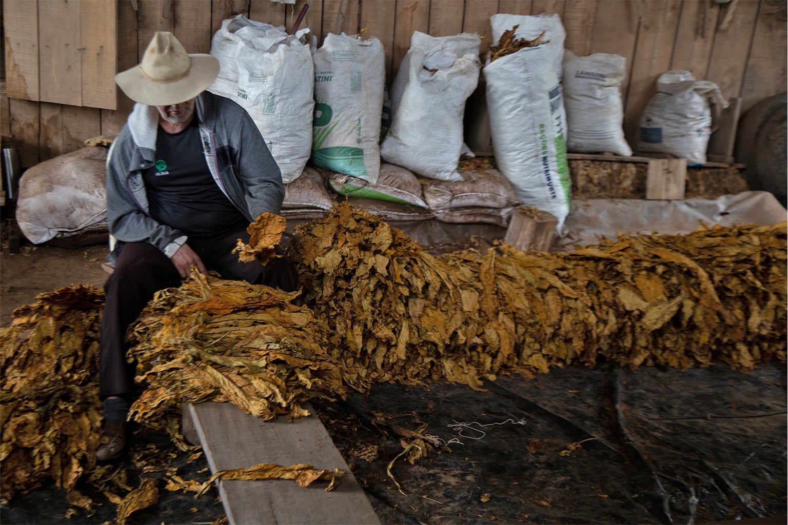 Tobacco farmer with dried tobacco leaves.