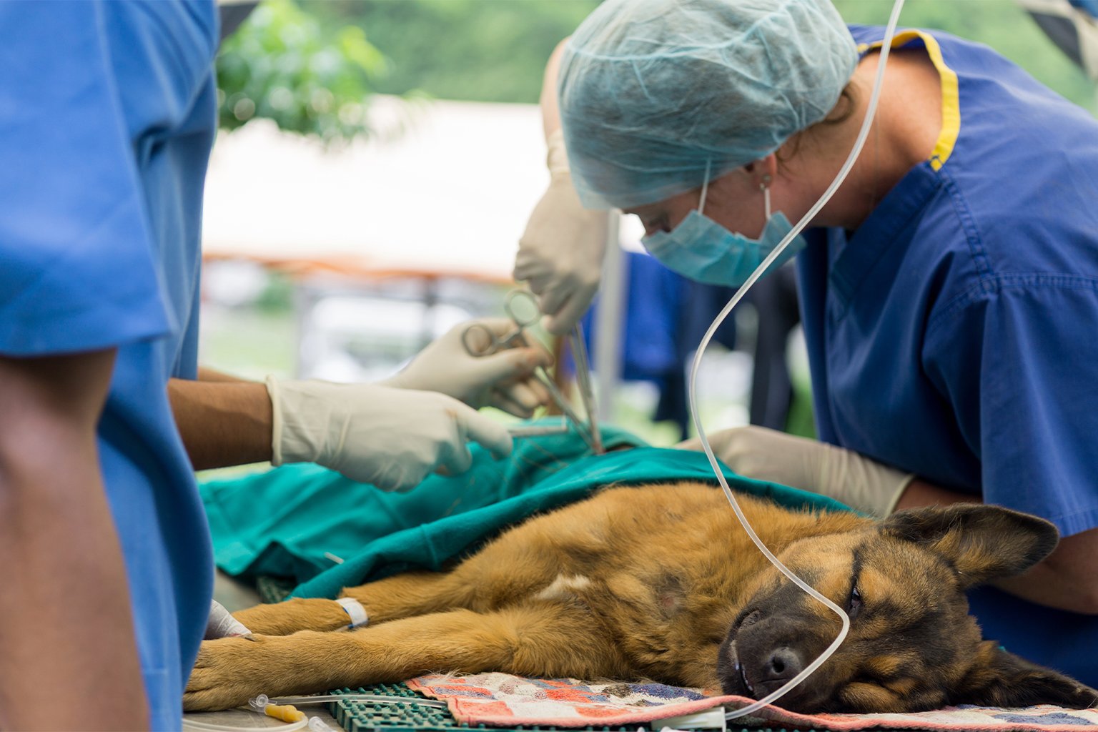 A dog undergoing neutering.