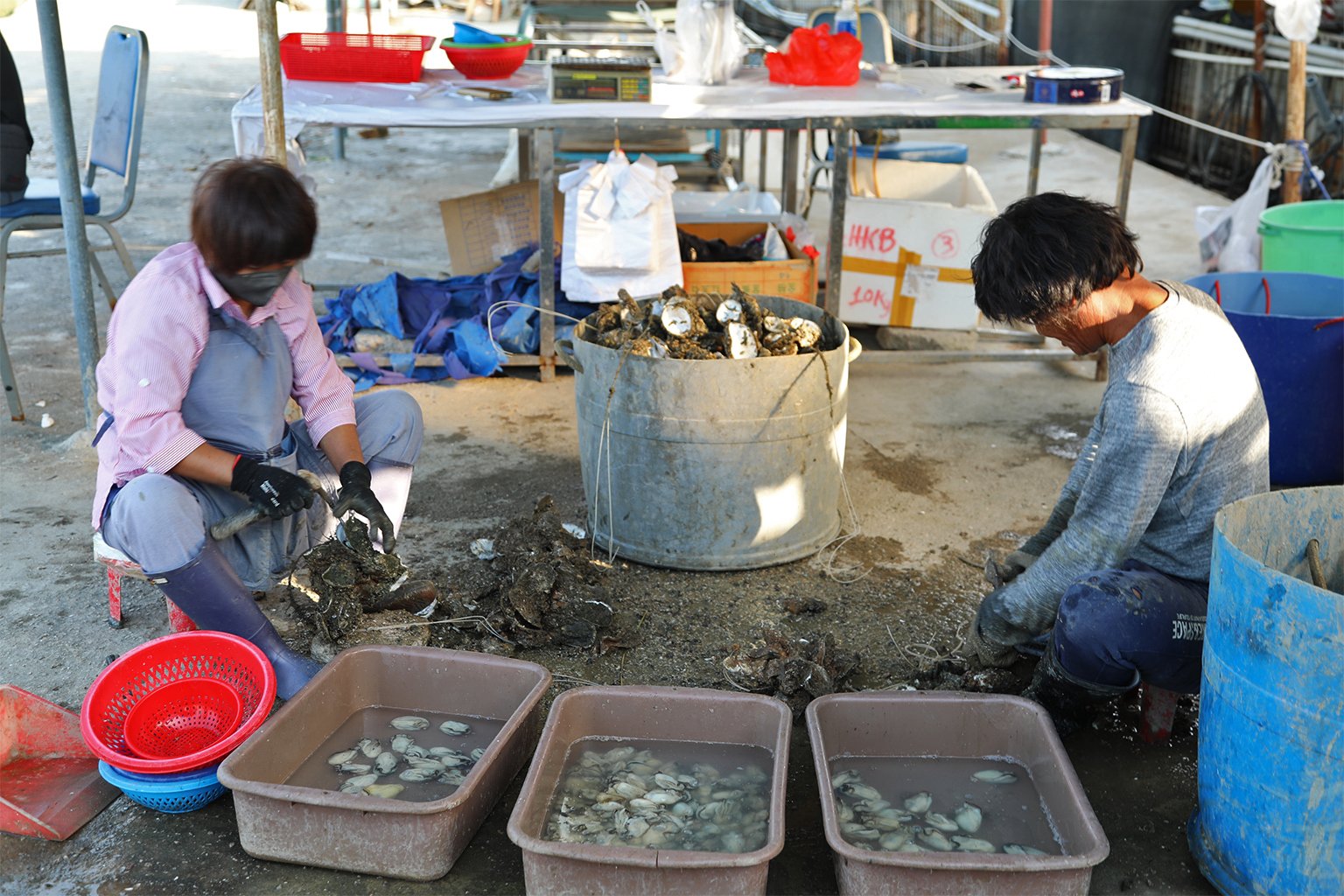 Farmers shucking oysters.