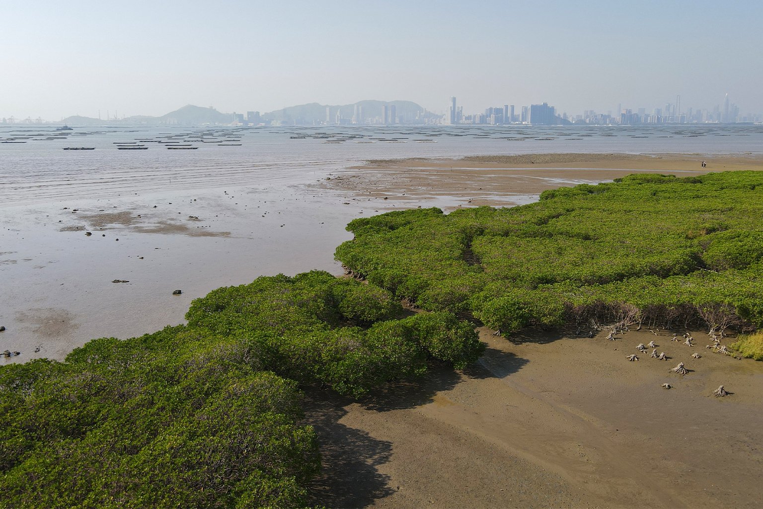 Mangroves at Pak Nai.