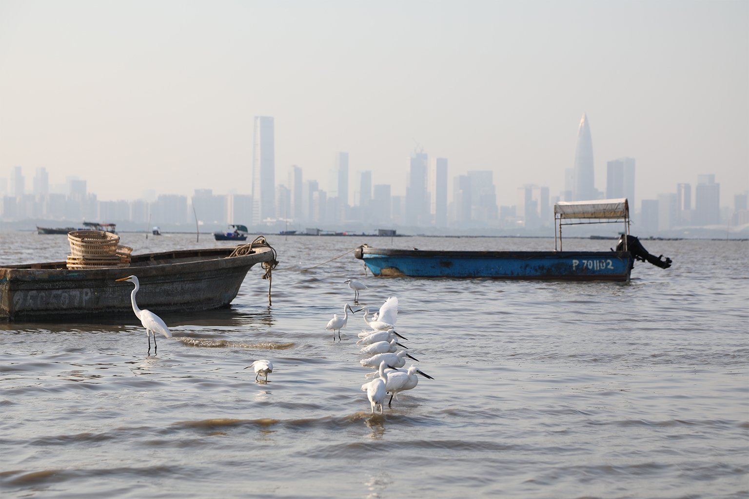 Fishing boats at Lau Fau Shan waterfront. 