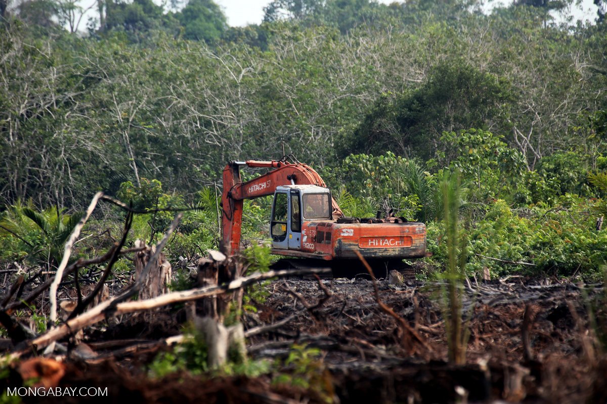 Peatlands destruction in Riau.