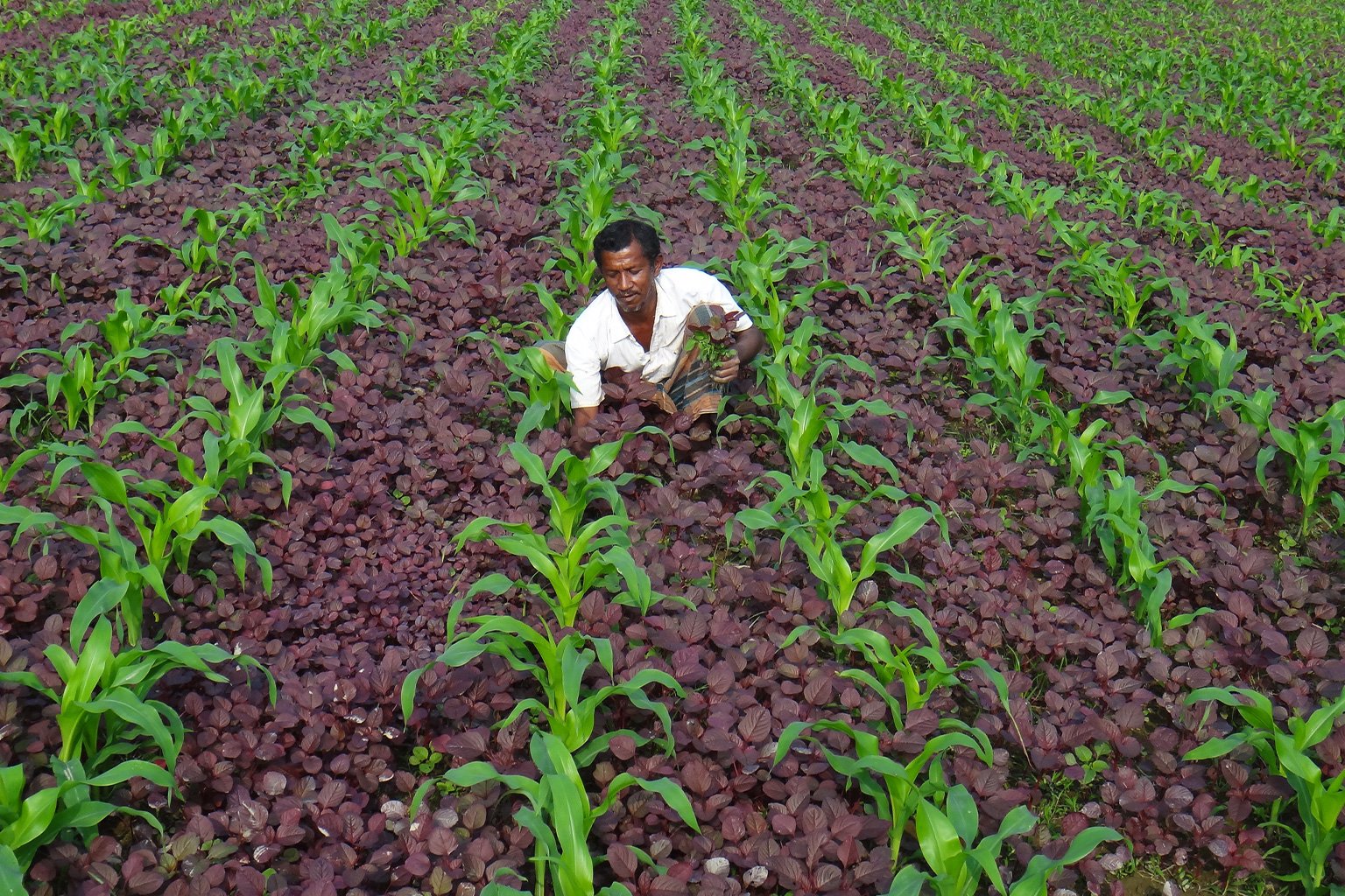 A farmer.