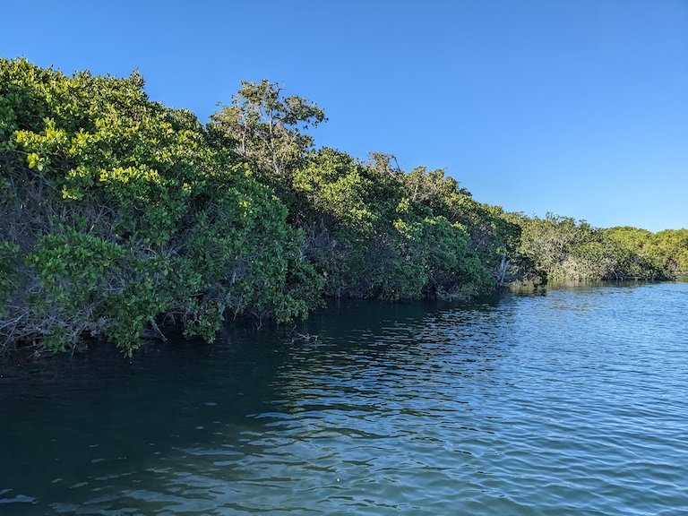 Mangroves at high tide in Baja California, Mexico. Image by Morgan Erickson-Davis.