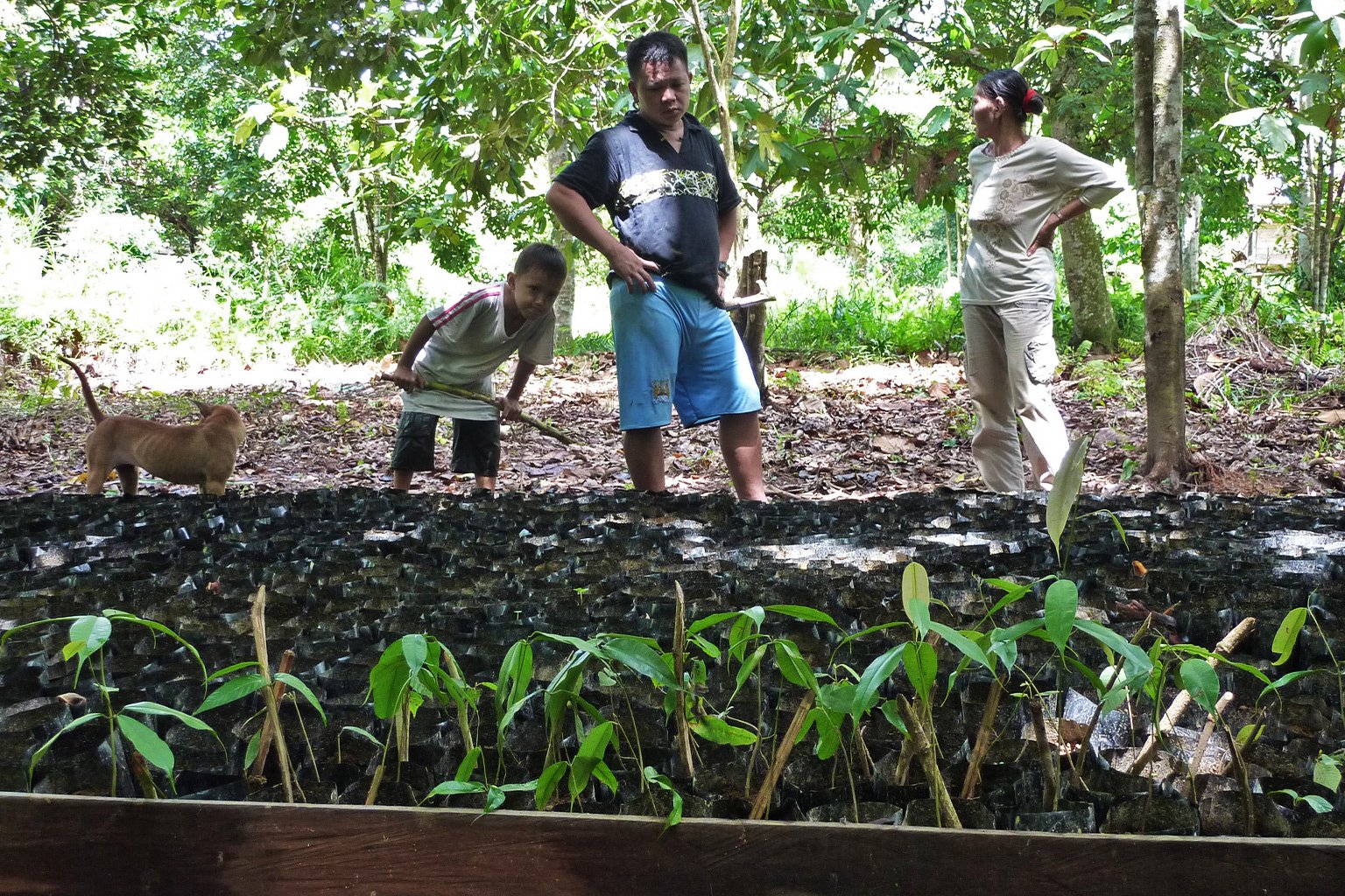 A tree nursery managed by a local community.