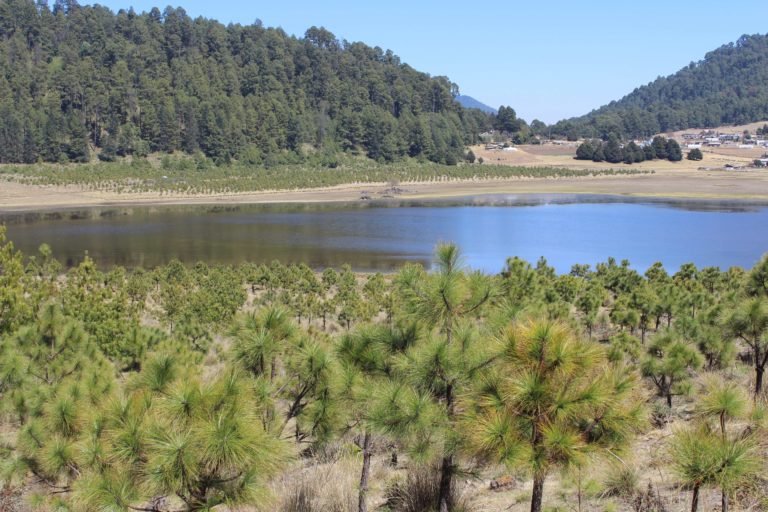 Amanalco-Edomex-manejo forestal