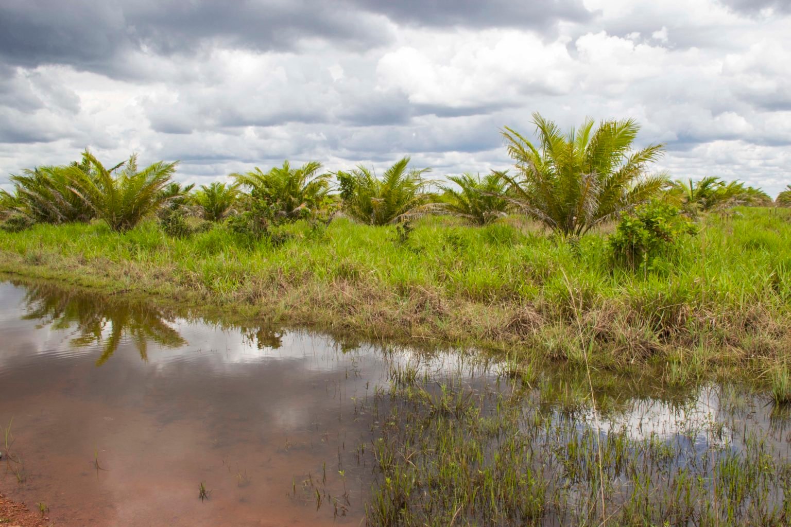 Young oil palms grow in the Agrícola El Encanto plantation. Image by Juan Carlos Contreras Medina.