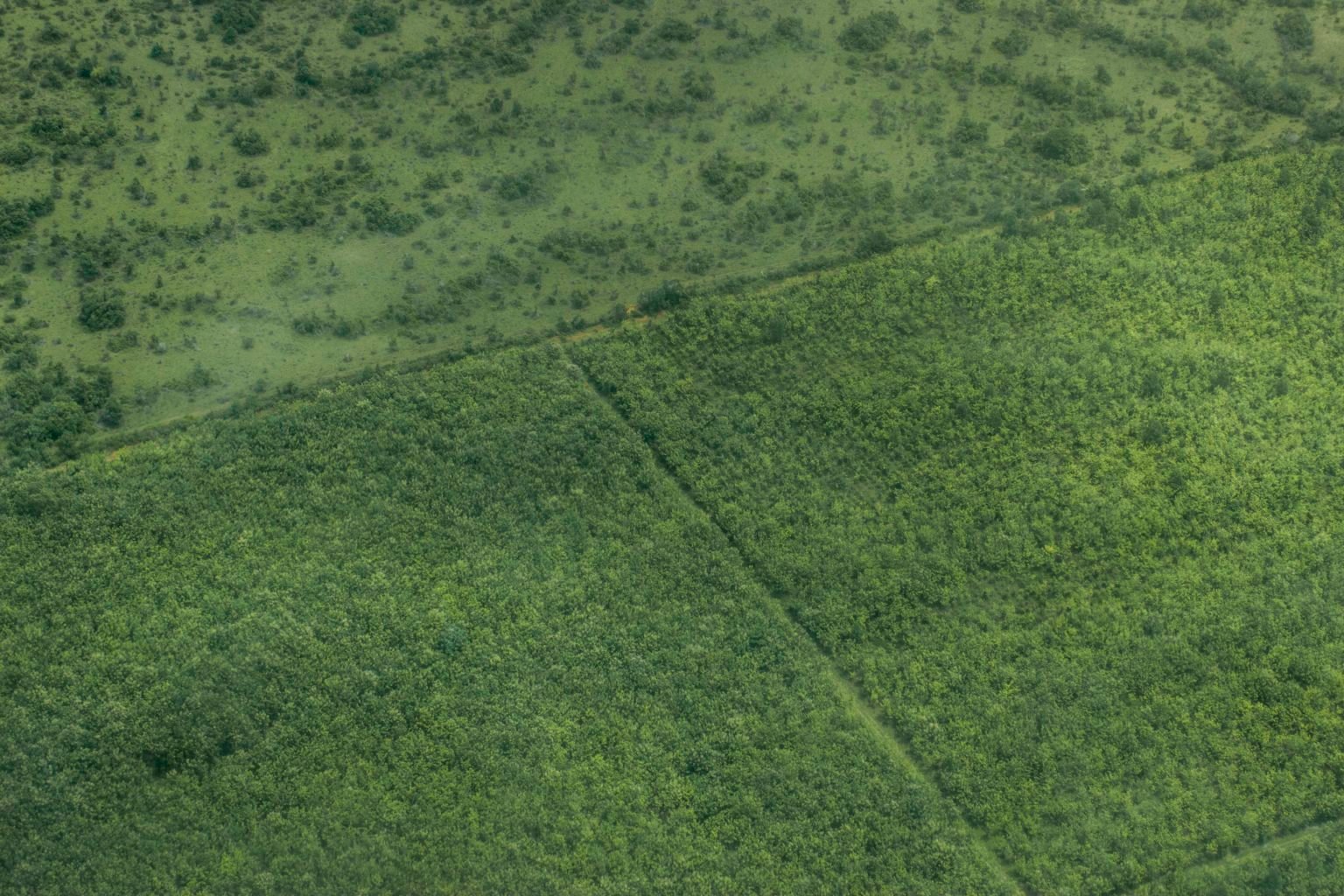 Aerial shot of the Agrícola El Encanto oil palm plantation. Image by Juan Carlos Contreras Medina.