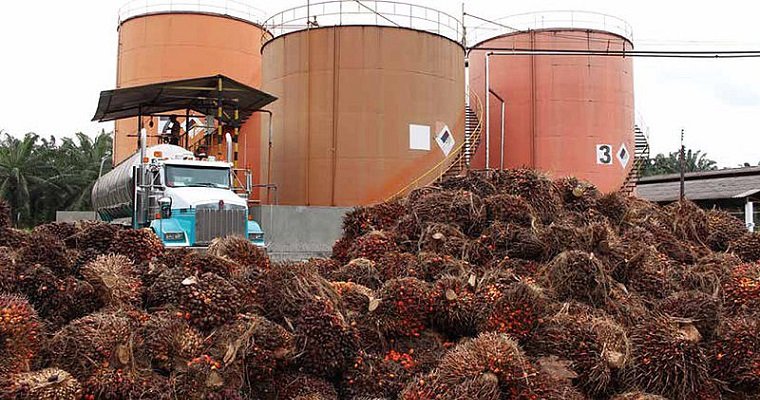 Bunches of oil palm fruit await processing into oil. Image courtesy of the Colombian Ministry of Agriculture.