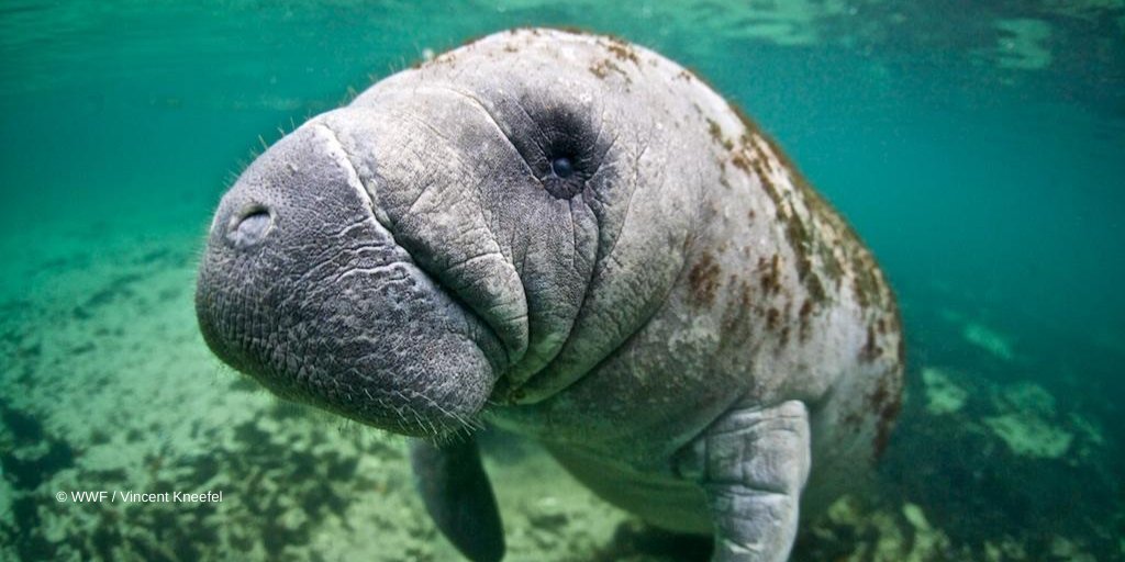 The West Indian manatee (Trichechus Manatus). Image by Vincent Kneefel/WWF.