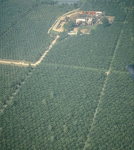 An oil palm plantation owned by Indupalma. Image from Indupalma’s Twitter feed.