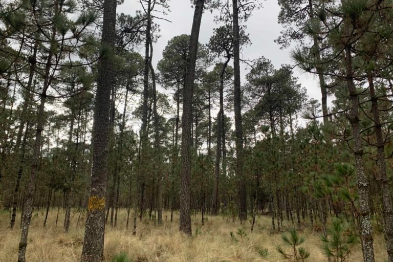 Bosques Estado de México